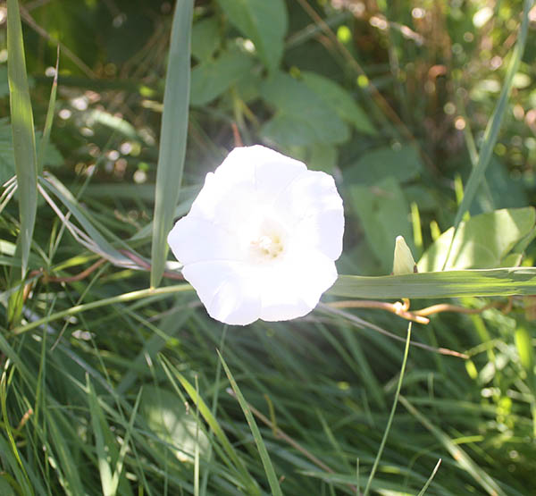 Foto van een bloem in Park Westduin bij Vlissingen als illustratie op de homepage van de Aquana remedies
