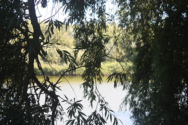 Foto van een doorkijk tussen wilgentakken in het Nollebos / Park Westduin bij Vlissingen als illustratie op de homepage van de Aquana edelsteenremedie serie
