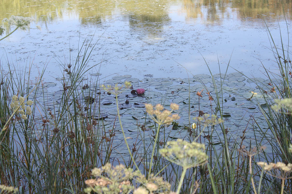 Foto van waterlelies in Park Westduin bij Vlissingen als illustratie op de homepage van de Aquana edelsteenremedie serie