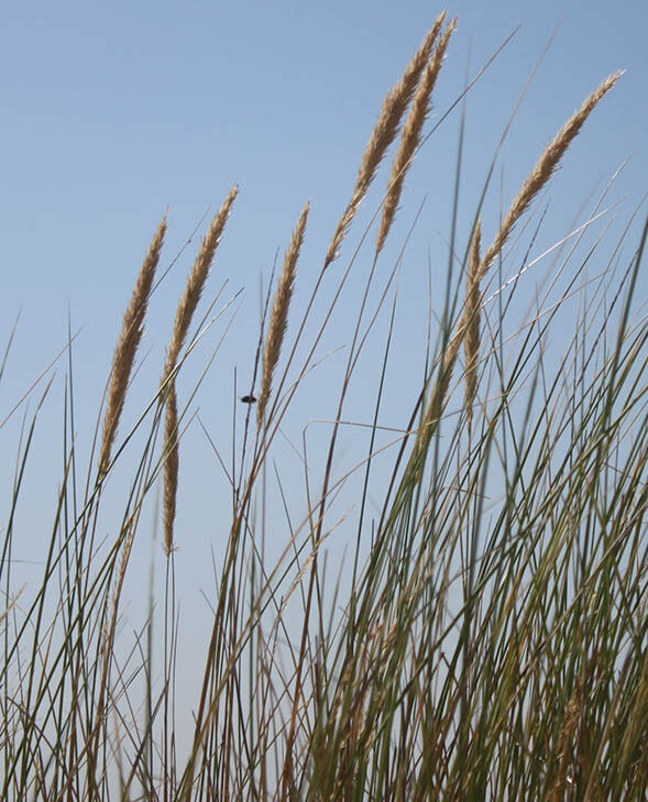 Foto duinen bij Vlissingen als illustratie op de pagina over de Aquana serie edelsteenremedies