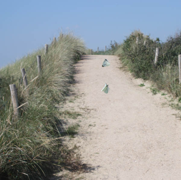 Foto van twee vlinders op een duinpad als illustratie bij de Aquana serie edelsteenremedies